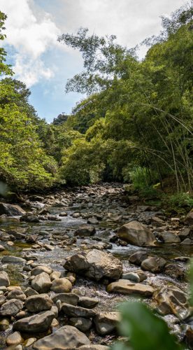rio cali